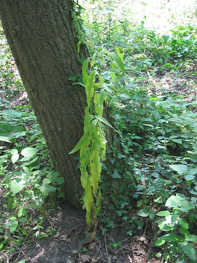 Cynoglossum officinale e Cynoglossum sp.